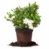 Perfect Plants All Shrubs & Hedges Kleim’s Hardy Gardenia Shrub