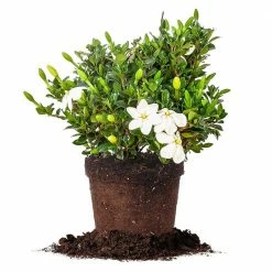 Perfect Plants All Shrubs & Hedges Kleim’s Hardy Gardenia Shrub