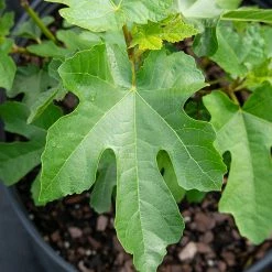 Perfect Plants LSU Purple Fig Tree All Fruit & Nut Trees