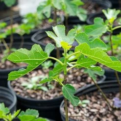 Perfect Plants LSU Purple Fig Tree All Fruit & Nut Trees