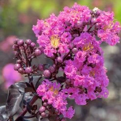 Perfect Plants Lavender Lace™ Black Diamond® Crape Myrtle Tree