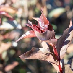 Perfect Plants Lavender Lace™ Black Diamond® Crape Myrtle Tree