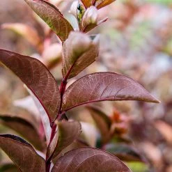 Perfect Plants Lavender Lace™ Black Diamond® Crape Myrtle Tree