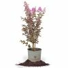Perfect Plants Lavender Lace™ Black Diamond® Crape Myrtle Tree