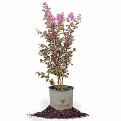 Perfect Plants Sales Shop 8 Perfect Plants Lavender Lace™ Black Diamond® Crape Myrtle Tree