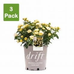 Perfect Plants Lemon Drift® Rose Bush Drift® Roses