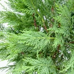 Perfect Plants All Trees Leyland Cypress Tree