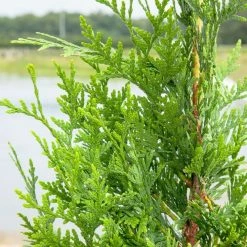 Perfect Plants All Trees Leyland Cypress Tree