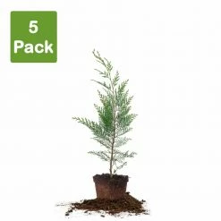 Perfect Plants All Trees Leyland Cypress Tree