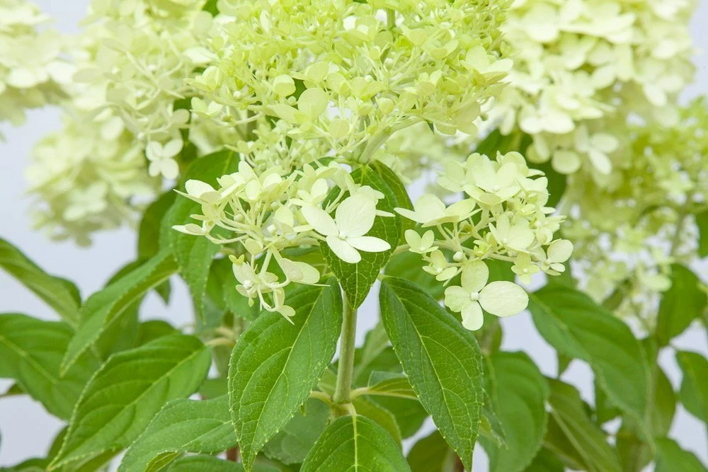 Perfect Plants All Shrubs & Hedges Limelight Hydrangea Bush 2 Perfect Plants All Shrubs & Hedges Limelight Hydrangea Bush