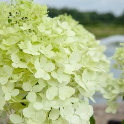 Perfect Plants All Shrubs & Hedges Limelight Hydrangea Bush 6 Perfect Plants All Shrubs & Hedges Limelight Hydrangea Bush