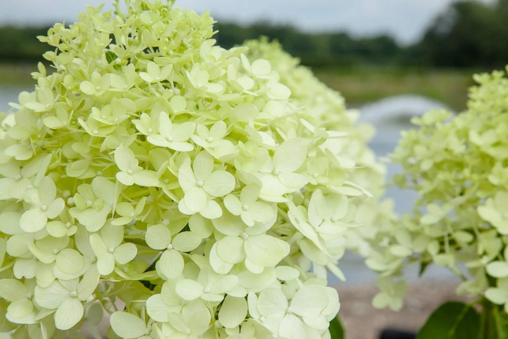Perfect Plants All Shrubs & Hedges Limelight Hydrangea Bush 3 Perfect Plants All Shrubs & Hedges Limelight Hydrangea Bush