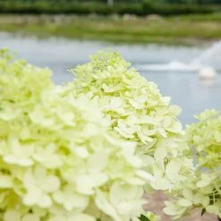 Perfect Plants All Shrubs & Hedges Limelight Hydrangea Bush 7 Perfect Plants All Shrubs & Hedges Limelight Hydrangea Bush