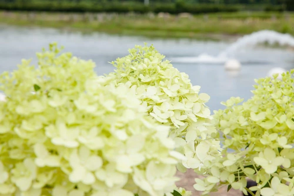 Perfect Plants All Shrubs & Hedges Limelight Hydrangea Bush 4 Perfect Plants All Shrubs & Hedges Limelight Hydrangea Bush