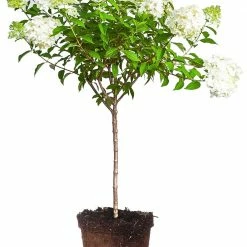 Perfect Plants Sales Shop 51 Perfect Plants Limelight Hydrangea Tree