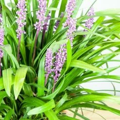 Perfect Plants All Shrubs & Hedges Liriope Royal Purple Shrub