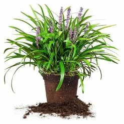 Perfect Plants All Shrubs & Hedges Liriope Royal Purple Shrub