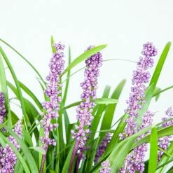 Perfect Plants All Shrubs & Hedges Liriope Royal Purple Shrub