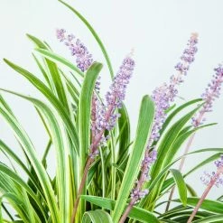 Perfect Plants All Shrubs & Hedges Variegated Liriope Shrub