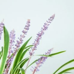 Perfect Plants All Shrubs & Hedges Variegated Liriope Shrub