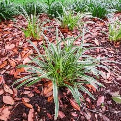 Perfect Plants All Shrubs & Hedges Variegated Liriope Shrub