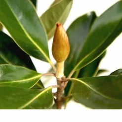 Perfect Plants Little Gem Magnolia Tree All Trees