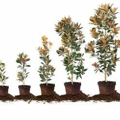 Perfect Plants Little Gem Magnolia Tree All Trees