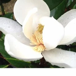 Perfect Plants Little Gem Magnolia Tree All Trees