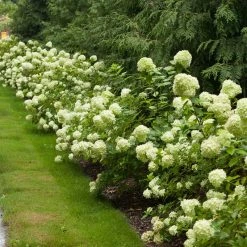 Perfect Plants All Shrubs & Hedges Little Lime® Hydrangea