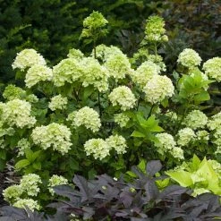 Perfect Plants All Shrubs & Hedges Little Lime® Hydrangea