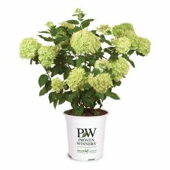 Perfect Plants All Shrubs & Hedges Little Lime® Hydrangea