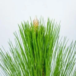 Perfect Plants Longleaf Pine Tree All Trees