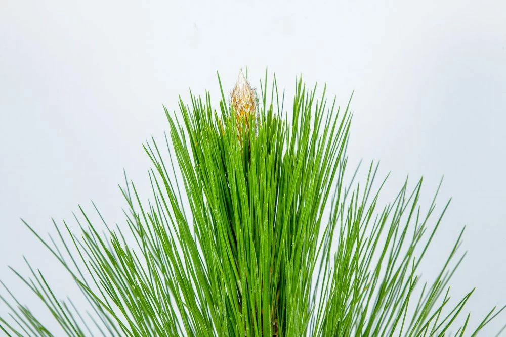 Perfect Plants Longleaf Pine Tree All Trees 2 Perfect Plants Longleaf Pine Tree All Trees