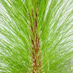 Perfect Plants Longleaf Pine Tree All Trees 8 Perfect Plants Longleaf Pine Tree All Trees