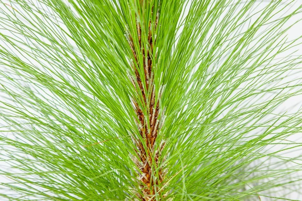 Perfect Plants Longleaf Pine Tree All Trees 3 Perfect Plants Longleaf Pine Tree All Trees