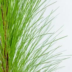 Perfect Plants Longleaf Pine Tree All Trees 9 Perfect Plants Longleaf Pine Tree All Trees