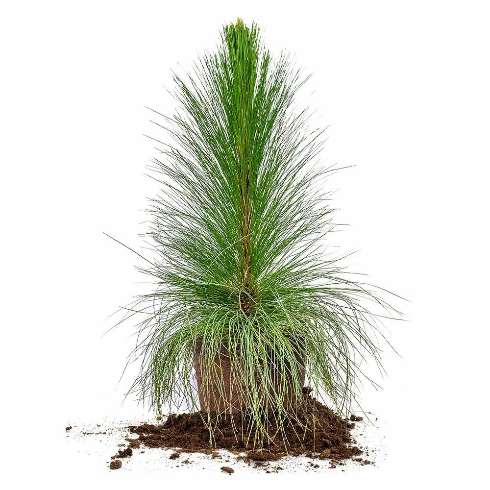 Perfect Plants Longleaf Pine Tree All Trees 1 Perfect Plants Longleaf Pine Tree All Trees