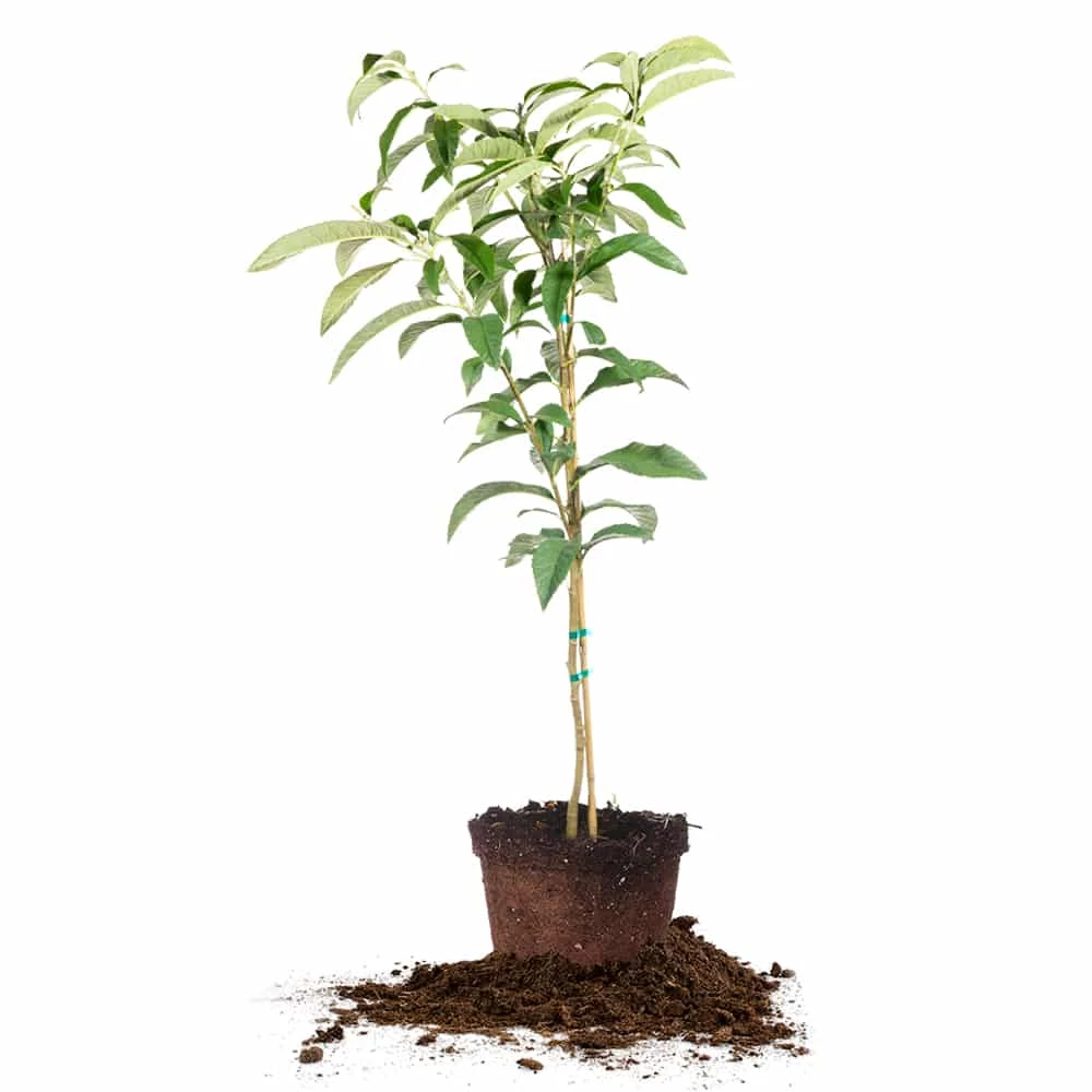 Perfect Plants Japanese Loquat Tree 1 Perfect Plants Japanese Loquat Tree