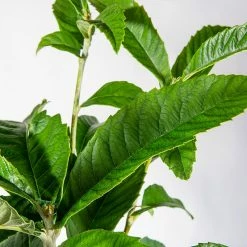 Perfect Plants Japanese Loquat Tree 8 Perfect Plants Japanese Loquat Tree