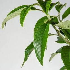 Perfect Plants Japanese Loquat Tree