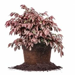 Perfect Plants Loropetalum Zhuzhou Chinese Fringe Flower Shrub