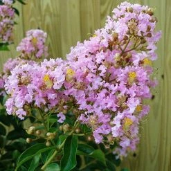 Perfect Plants Muskogee Crape Myrtle Tree All Trees