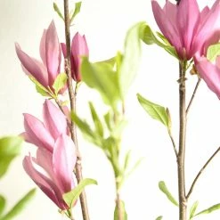 Perfect Plants Jane Magnolia Tree