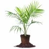 Perfect Plants Majesty Palm Tree All Houseplants