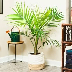 Perfect Plants Majesty Palm Tree All Houseplants