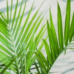 Perfect Plants Majesty Palm Tree All Houseplants