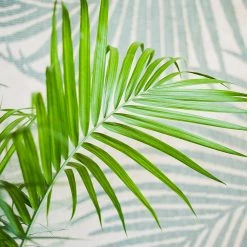 Perfect Plants Majesty Palm Tree All Houseplants