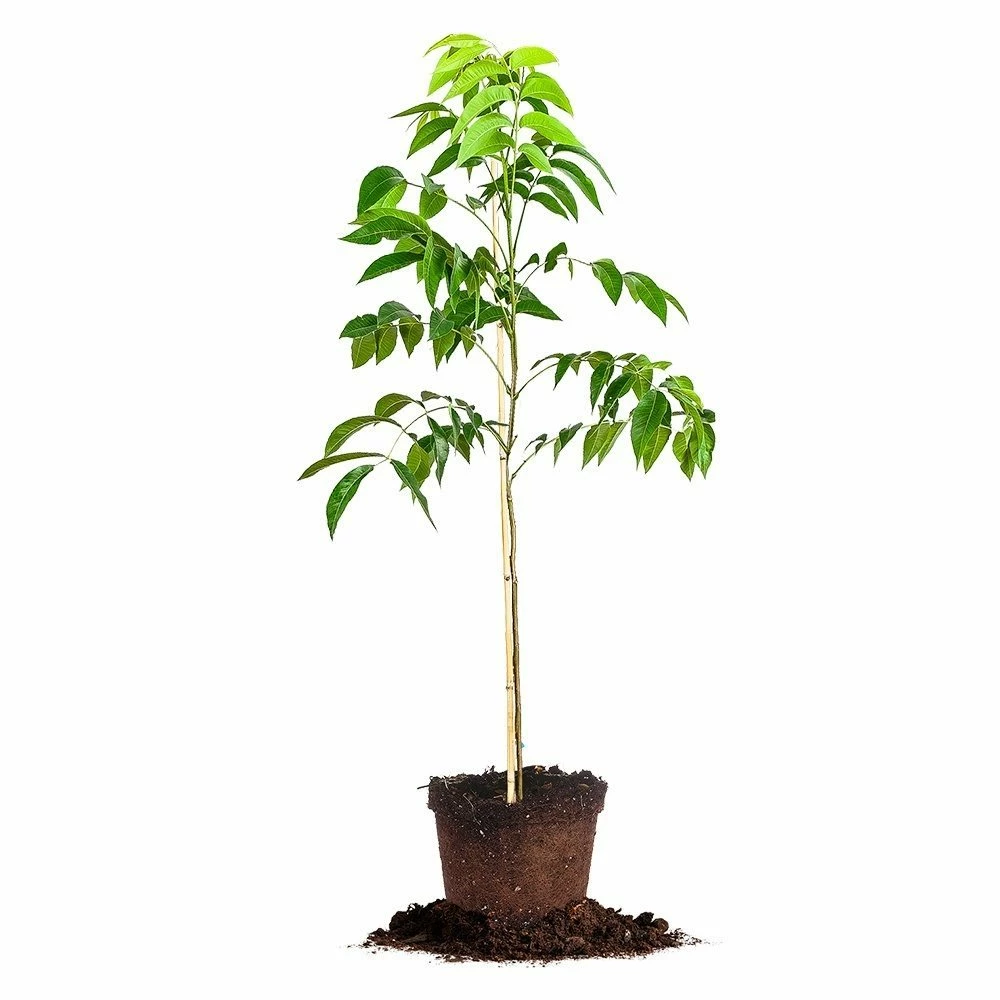 Perfect Plants Mandan Pecan Tree | Type 1 Pollinator Pecan Trees 5 Perfect Plants Mandan Pecan Tree | Type 1 Pollinator Pecan Trees
