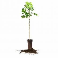 Perfect Plants Sales Shop 48 Perfect Plants Mandan Pecan Tree | Type 1 Pollinator Pecan Trees
