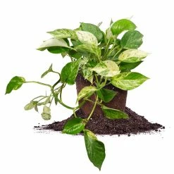 Perfect Plants All Houseplants Variegated Marble Queen Pothos Vine